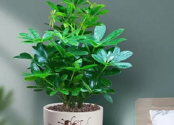 植物百科|七叶莲开花吗 开的花长得什么样子