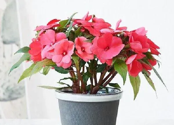 植物浇水|四季凤仙花怎么浇水方法