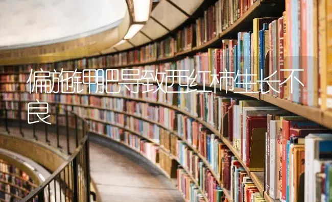 偏施钾肥导致西红柿生长不良 | 蔬菜种植