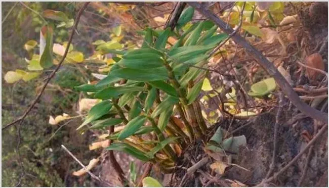 石斛根腐病症状和防治措施讲解 | 种植技术