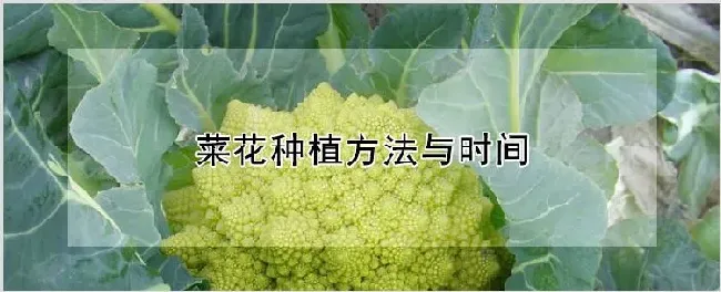 菜花种植方法与时间 | 耕种资料