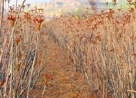 植物寓意|香椿树开花预示着什么意思