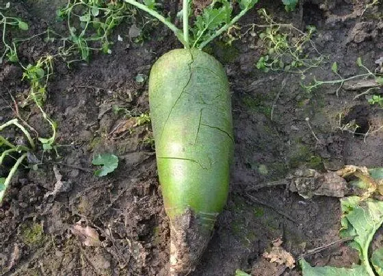 植物产地|萝卜是哪里的特产