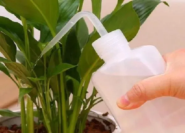 植物浇水|空调水浇花有什么好处 专家解读空调冷凝水浇花用处