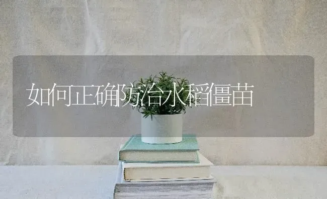 如何正确防治水稻僵苗 | 粮油作物种植