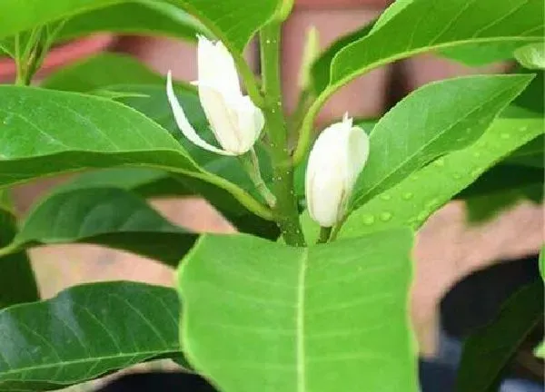 养殖方法|白兰花怎么养护开花多