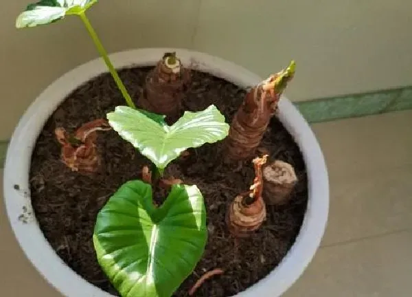 养殖科普|滴水观音喜阴还是喜阳光的植物
