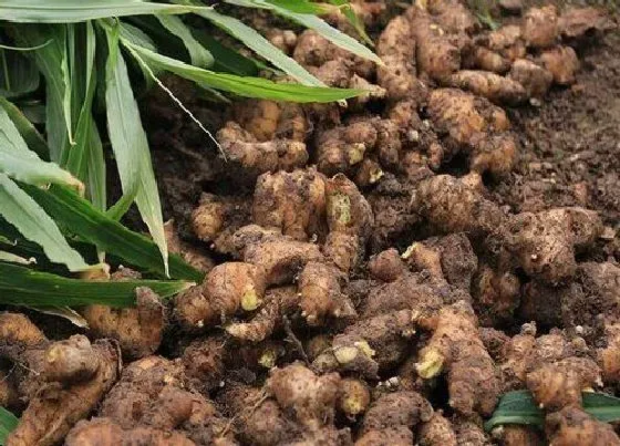 种植管理|山东生姜几月份种植合适