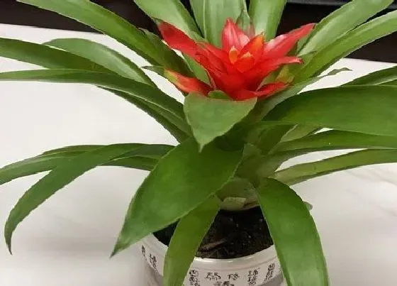 花语|有什么花的花语是占卜 花语代表占卜的花