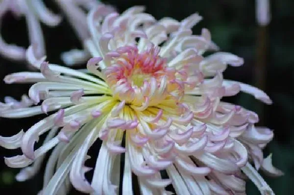 植物浇水|菊花浇水时间和正确方法