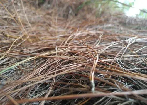 种植土壤|松针可以种多肉吗