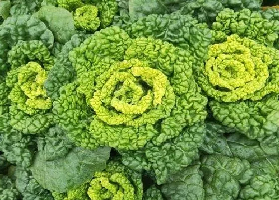 喷药|白菜打什么药好