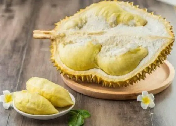 食用常识|榴莲含糖量高吗 糖尿病人和血糖偏高人能吃吗