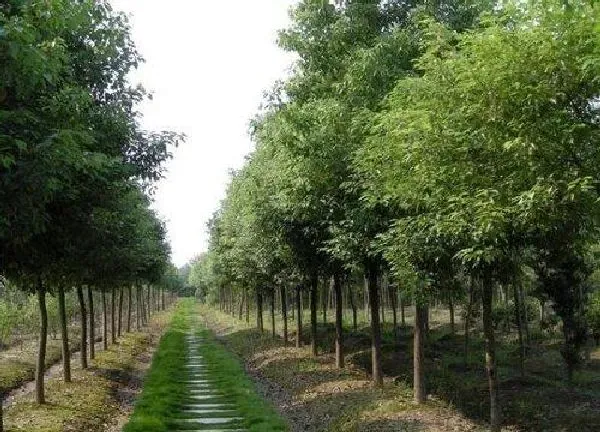 植物移栽|香樟树什么时候移栽最好