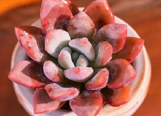 植物种类|新手适合养什么品种多肉（最值得入手的好看多肉植物）