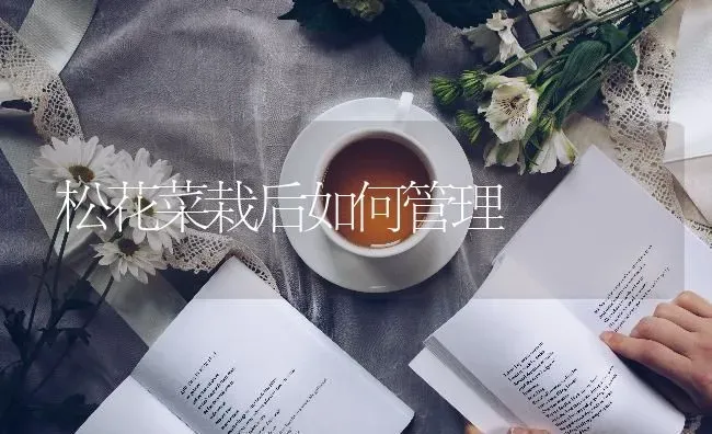 松花菜栽后如何管理 | 蔬菜种植