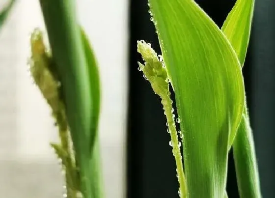 植物百科|水仙花对人身体有害吗