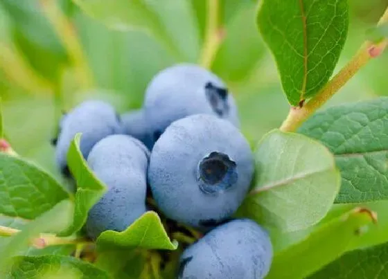 植物百科|和提子很像的水果叫什么