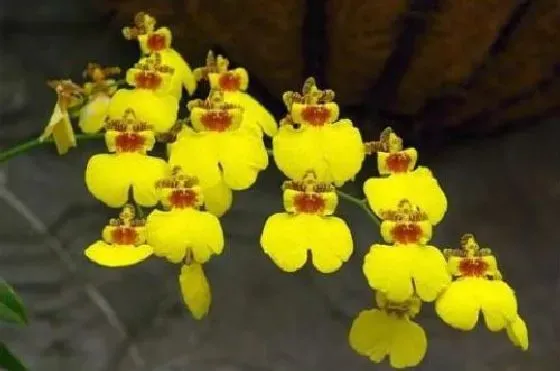 种植土壤|文心兰配土方法与比例 用什么土养最合适
