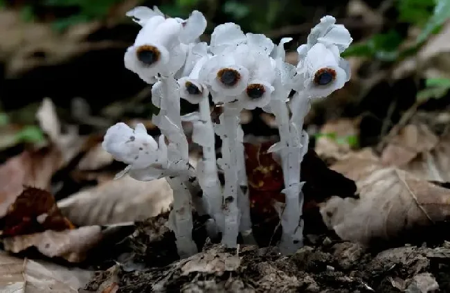 植物百科|水晶兰为什么叫死亡之花（幽灵之花水晶兰是什么植物）