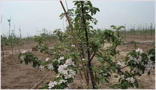 苹果树干腐病症状及防治技巧 | 种植施肥