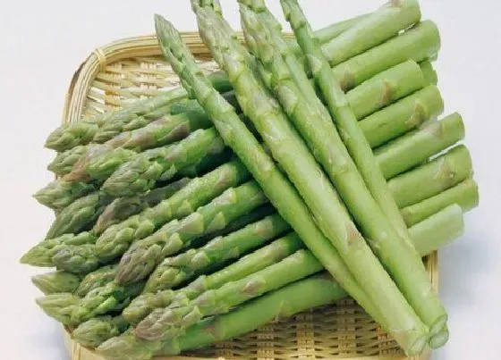 食用技巧|芦笋怎么挑选好吃的