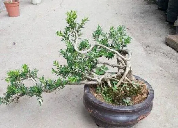养殖科普|黄杨喜水吗 属于喜水植物吗