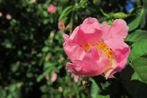 植物寓意|乌鲁木齐的市花是什么花 意义是什么