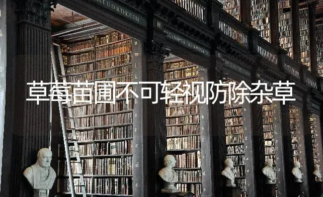 草莓苗圃不可轻视防除杂草 | 瓜果种植