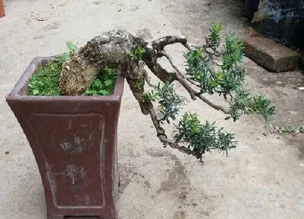 养殖科普|黄杨喜水吗 属于喜水植物吗
