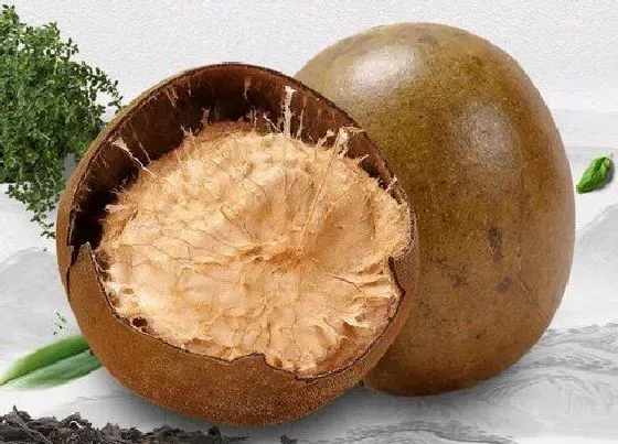 食用常识|罗汉果含糖量高吗