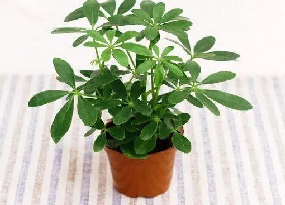 花语|鹅掌木开花什么预兆
