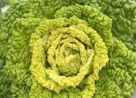 喷药|白菜打什么药好