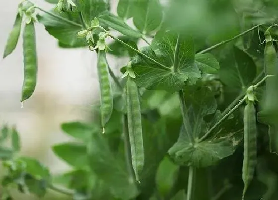 植物种类|豌豆是双子叶植物吗