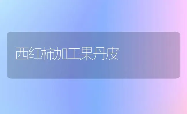 西红柿加工果丹皮 | 瓜果种植