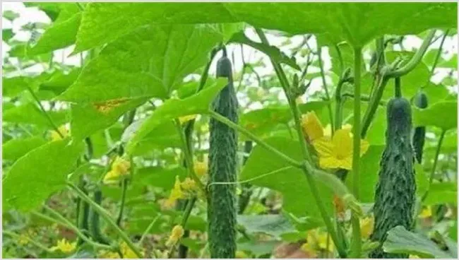黄瓜落蔓注意要点 | 种植技术
