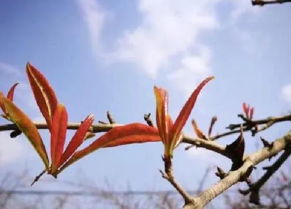 植物发芽|石榴树什么时候发芽长叶