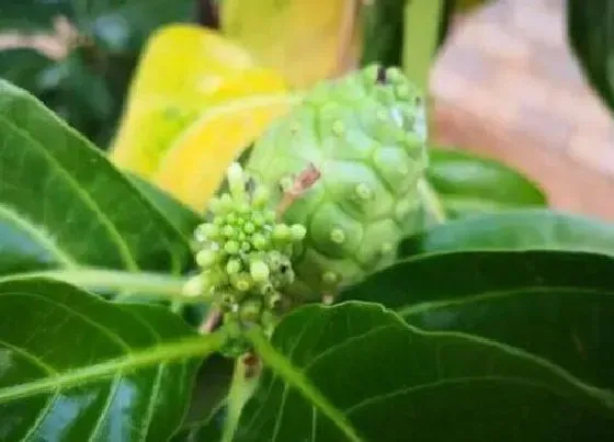 开花时间|释迦果什么时候开花