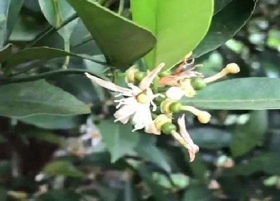 植物毒性|桔子花香味有毒吗