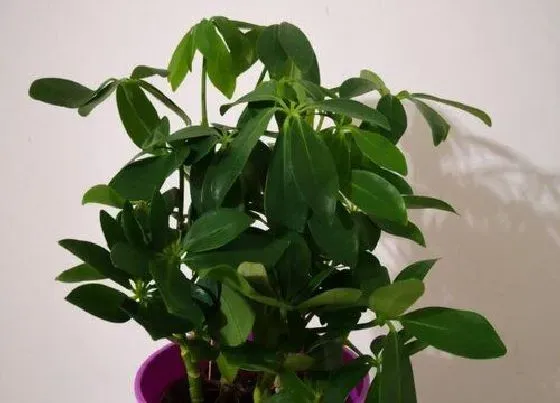 植物百科|旺财的花卉有哪些