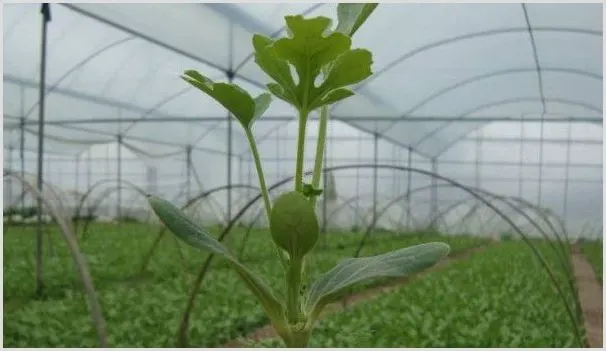 蔬菜怎么育苗 | 自然知识