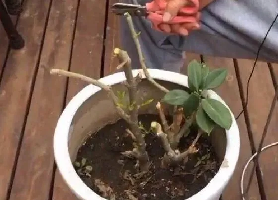 植物修剪|非洲茉莉什么时候剪枝合适