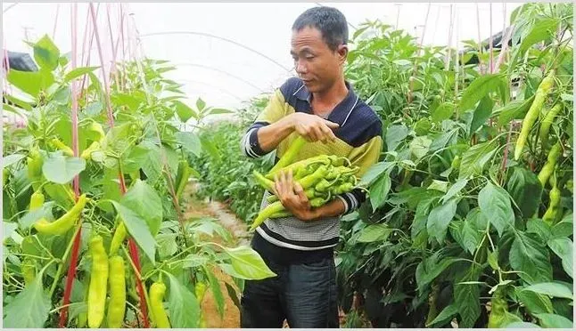 辣椒落花落果的原因及防治措施介绍 | 种植技术