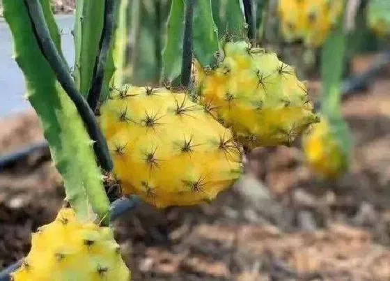 果实成熟|麒麟果多久成熟 在什么季节成熟