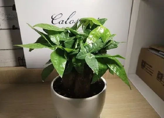 植物文学|发财树的生长过程