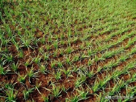 植物施肥|自家种韭菜需要什么肥料，种植韭菜施什么肥长得肥）