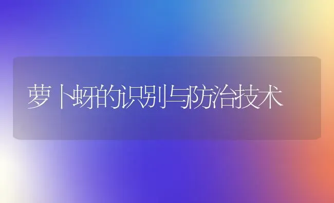 萝卜蚜的识别与防治技术 | 蔬菜种植