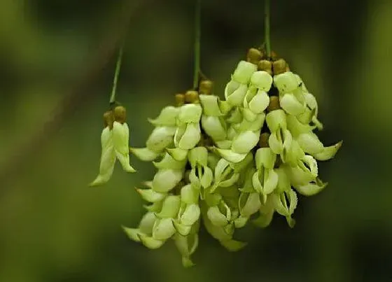 植物百科|南方爬藤的花卉有哪些