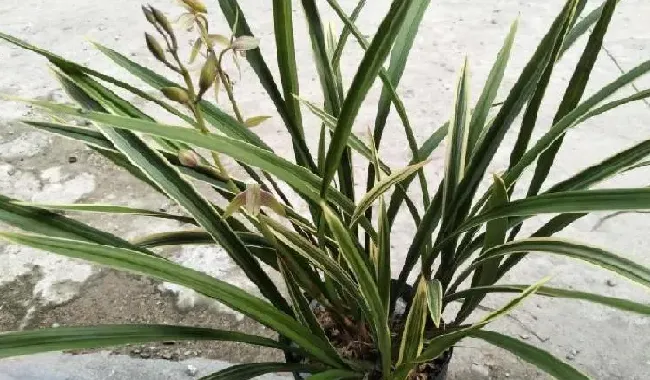 养殖方法|黄金彩虹兰花的养殖方法和注意事项
