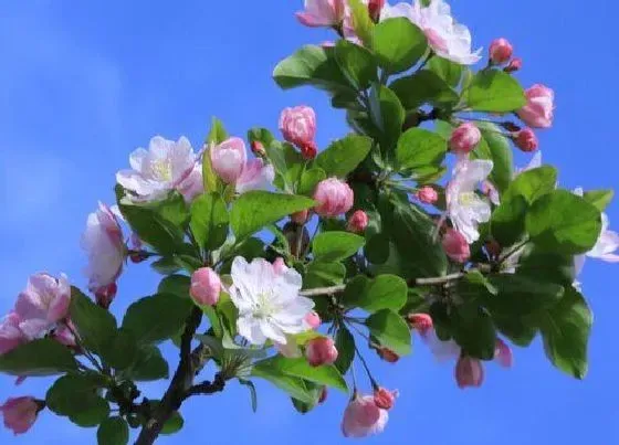 花朵|海棠花的特点